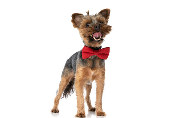 small yorkshire terrier dog sticking out tongue