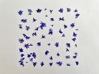 Dried pressed blue florets of cornflower bachelors button (centaurea)