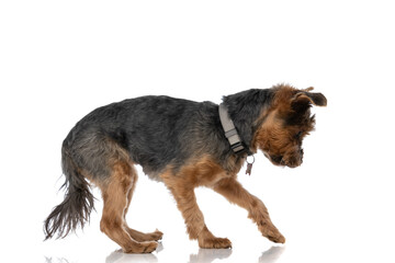 cute yorkshire terrier dog analyzing something on the ground