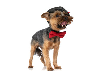 cute little yorkshire terrier dog wearing a black hat