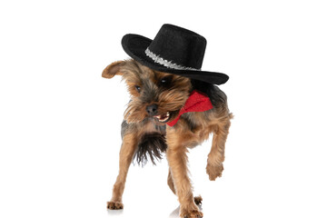 yorkshire terrier dog wearing a black hat, a red bowtie