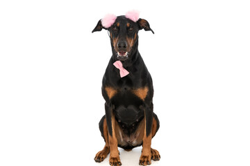cute dobermann dog with pink tassels headband and bowtie sitting