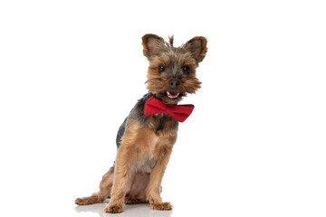 happy yorkshire terrier dog wearing a red bowtie