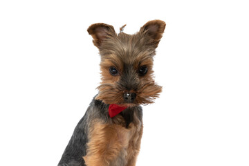 adorable yorkshire terrier dog being extremely cute