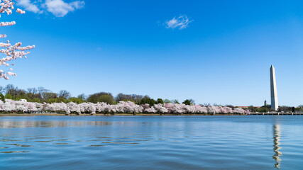 Fototapeta premium Cherry Blossoms on the Potomac