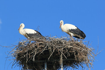 	
storks in their nest	