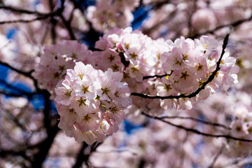 Naklejka premium Cherry Blossoms