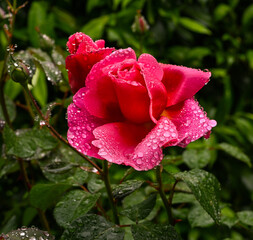 Beautiful scented rose named Elbflorenz  with water drops. Botanical Garden, KIT Karlsruhe, Germany, Europe
