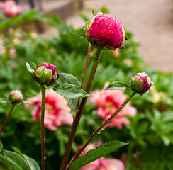 Beautiful peonies bloom with water drops. Botanical Garden, KIT Karlsruhe, Germany, Europe