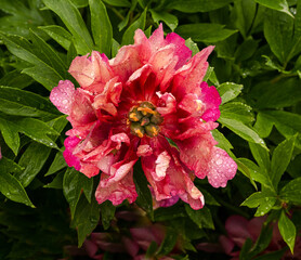 Beautiful peonies bloom with water drops. Botanical Garden, KIT Karlsruhe, Germany, Europe