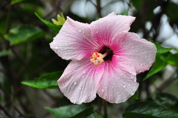 Light Pink Tropic Flora