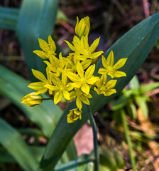 Tulipa primulina Baker (Tulipa Sylvestris), Liliaceae. KIT Karlsruhe, Baden Wuerttemberg, Germany