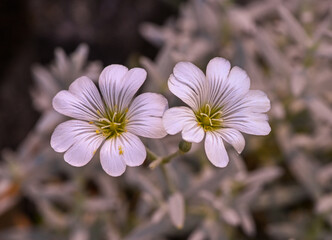 Cerastium tomentosum flowers. Botanical Garden, KIT Karlsruhe, Germany, Europe