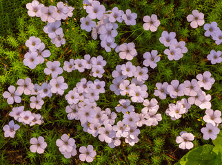 White flax (Linum suffruticosum). KIT Karlsruhe, Baden Wuerttemberg, Germany