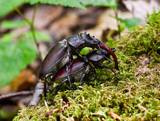 Pair of stag beetles reproducing in the forest on moss . Baden Baden, Baden Wuerttemberg, Germany, Europe