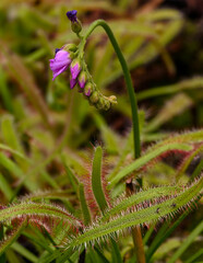 Cape sundew Drosera capensis, native to the Cape in South Africa. KIT Karlsruhe, Baden...