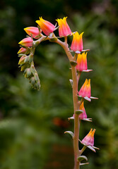 Blossom of Crassulaceae - Echeveria. KIT Karlsruhe, Baden Wuerttemberg, Germany
