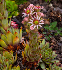 Obraz premium Sempervivum (x funckii) with beautiful blossoms_Botanical garden KIT Karlsruhe, Baden Wuerttemberg, Germany