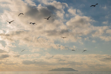 Seagulls fly in a dramatic sky at sunset, with the island of Gorgona, Italy in the background