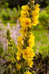 Large Flowered Mullein , Mullein, Verbascum densiflorum. Botanical Garden, Frankfurt, Germany, Europe
