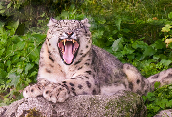 Snow leopard (Uncia uncia) is bored