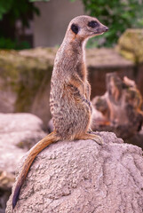 Fototapeta premium Meerkat or Suricate (Suricata suricatta) keeps watch on a stone