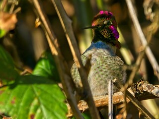 Anna's hummingbird perched in blackberry bush branches