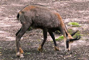 Chamois alone looking for food. Karlsruhe, Germany, Europe