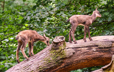 Young chamois buck play on a tree trunk. Karlsruhe, Germany, Europe