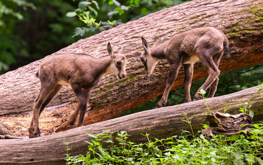 Young chamois buck play on a tree trunk. Karlsruhe, Germany, Europe