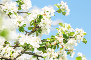 Blooming apple tree in spring time. Flower background