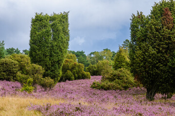 die Lüneburger Heide in voller Blüte, das Heidekraut duftet nach Honig