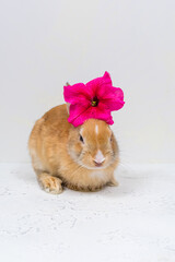 Ginger rabbit with a pink flower on a white background. The basis for the postcard.