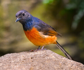 White-rumped shama (Copsychus malabaricus). Zoo Karlsruhe, Baden Wuerttemberg, Germany, Europe