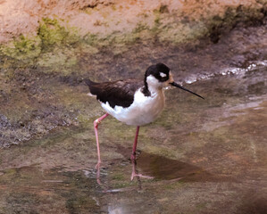 Adult Black-necked Stilt (Himantopus mexicanus) goes in the water