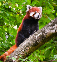 Red panda looks down from a tall tree branch.