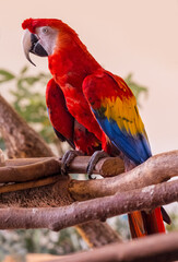 Carlet macaw (Ara macao) is a large, red, yellow and blue South American parrot © karlo54