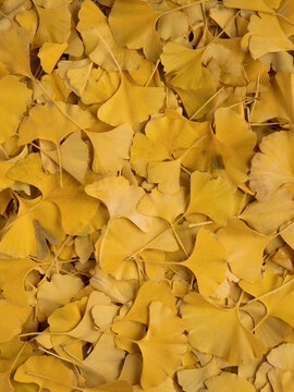 Yellow ginkgo leafs pattern background. Fall season texture.