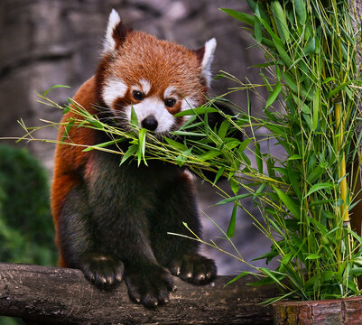 Red panda is enjoying his favorite food, bamboo.