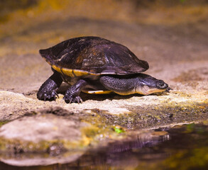 Roti Island snake-necked turtle / McCord‘s snakeneck turtle (Chelodina mccordi) on the ground