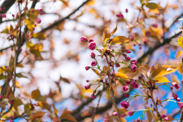 Branches of blossoming cherry on a background of blue sky. Pink sakura flowers, spring, dreamy romantic image, copy space.	
