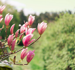 Obraz premium Beautiful flowering on a sunny day, flowering tree - beautiful flowering branch of magnolia in spring - magnolia flower 