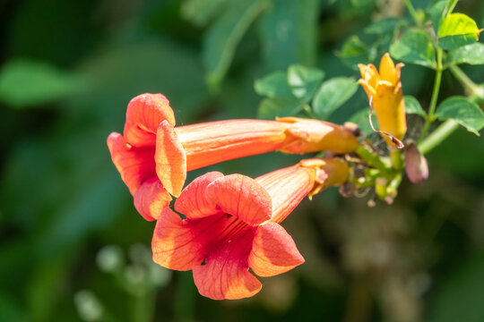 Red flowers of Campsis grandiflora in blossoming during summer.