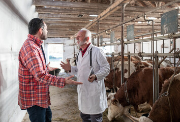 Farmer and veterinarian talking beside cows in barn