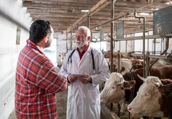 Farmer and veterinarian talking beside cows in barn