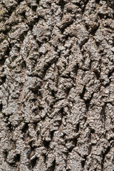 Bark texture and background of a old tree trunk