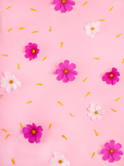 Pink and white flowers with yellow petals on a pink background, Contemporary plant flat lay