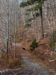 A dog on a trail covered in fallen brown leaves in a forest of bare trees in late autumn in Ontario