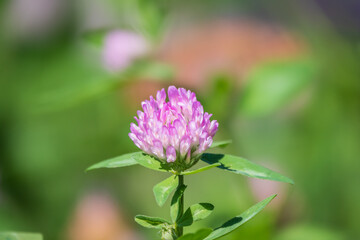 Purple Clover Flower, Red clower, Trifolium pratense, blooms in a meadow. Fresh pink Clover in green spring fields.