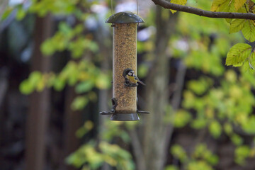 Bird feeder in the woods in fall / wintertime 